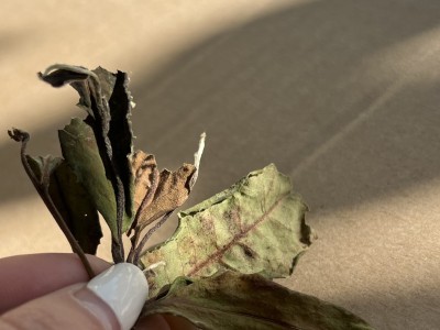 临沧古树白茶图2