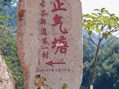 正气塘古树生茶（2023年生普洱）图2